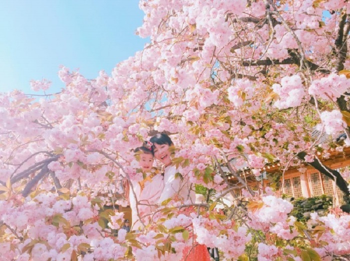 Du Lịch Hàn Quốc Mùa Hoa Anh Đảo 5 Ngày Và Lễ 30/4-1/5/2020 (Bay Jin air, Jeju air)