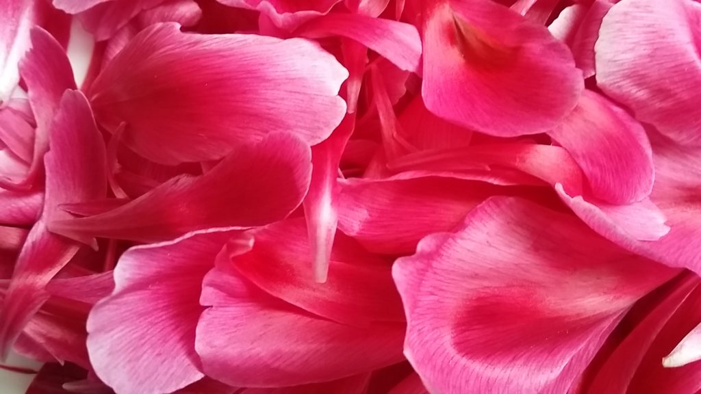 fleurs roses inspirantes